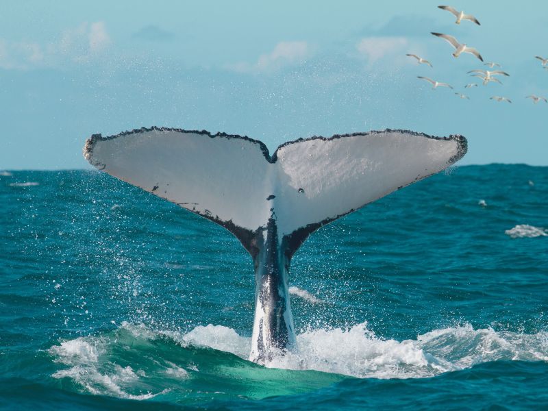 De Cerca con las Yubartas: Las Emocionantes Safaris de Observación de Ballenas en Brisbane